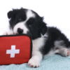 First Aid/CPR for Pets